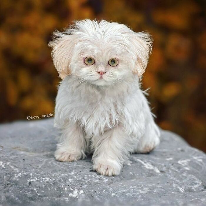 Person Shows What Everything Would Look Like If It Had A Cat’s Face And The Result Is Funny Yet Disturbing (98 New Pics)