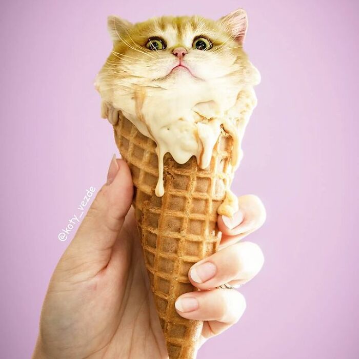 Person Shows What Everything Would Look Like If It Had A Cat’s Face And The Result Is Funny Yet Disturbing (98 New Pics) Person Shows What Everything Would Look Like If It Had A Cat’s Face And The Result Is Funny Yet Disturbing (98 New Pics)