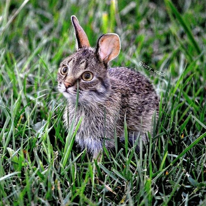 Person Shows What Everything Would Look Like If It Had A Cat’s Face And The Result Is Funny Yet Disturbing (98 New Pics)