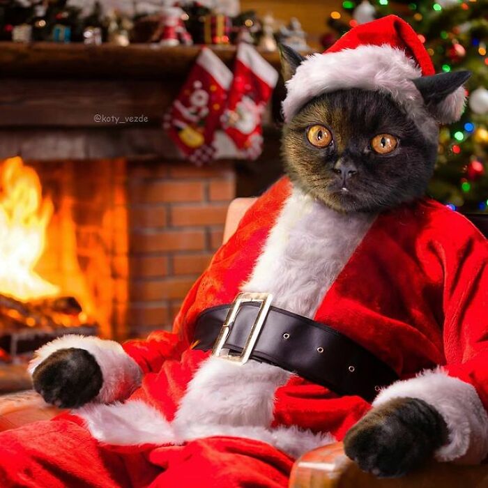 Person Shows What Everything Would Look Like If It Had A Cat’s Face And The Result Is Funny Yet Disturbing (98 New Pics)