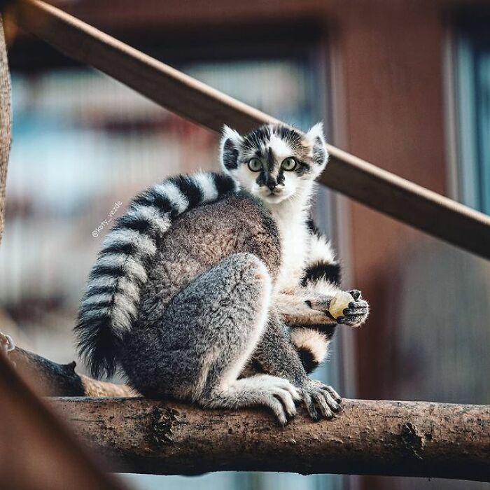 Person Shows What Everything Would Look Like If It Had A Cat’s Face And The Result Is Funny Yet Disturbing (98 New Pics) Person Shows What Everything Would Look Like If It Had A Cat’s Face And The Result Is Funny Yet Disturbing (98 New Pics)