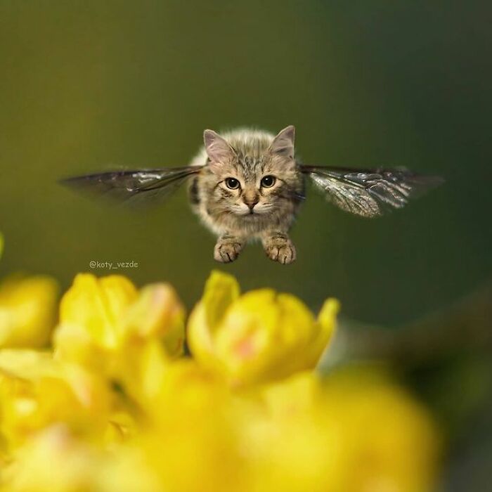 Person Shows What Everything Would Look Like If It Had A Cat’s Face And The Result Is Funny Yet Disturbing (98 New Pics) Person Shows What Everything Would Look Like If It Had A Cat’s Face And The Result Is Funny Yet Disturbing (98 New Pics)