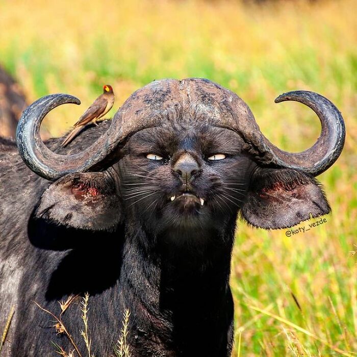 Person Shows What Everything Would Look Like If It Had A Cat’s Face And The Result Is Funny Yet Disturbing (98 New Pics)