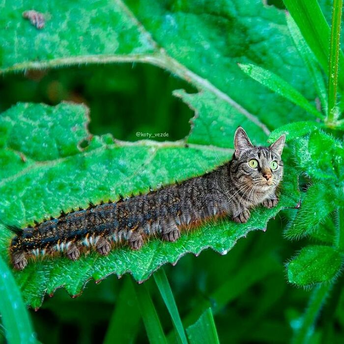 Person Shows What Everything Would Look Like If It Had A Cat’s Face And The Result Is Funny Yet Disturbing (98 New Pics) Person Shows What Everything Would Look Like If It Had A Cat’s Face And The Result Is Funny Yet Disturbing (98 New Pics)