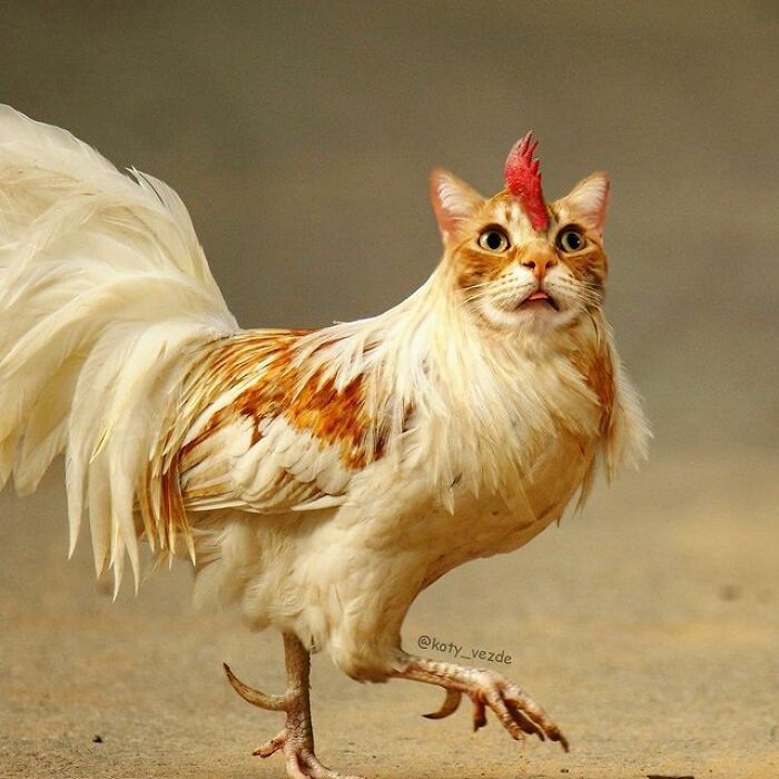 Person Shows What Everything Would Look Like If It Had A Cat’s Face And The Result Is Funny Yet Disturbing (98 New Pics) Person Shows What Everything Would Look Like If It Had A Cat’s Face And The Result Is Funny Yet Disturbing (98 New Pics)