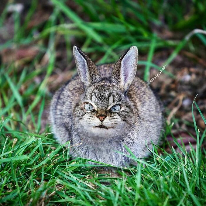 Person Shows What Everything Would Look Like If It Had A Cat’s Face And The Result Is Funny Yet Disturbing (98 New Pics)