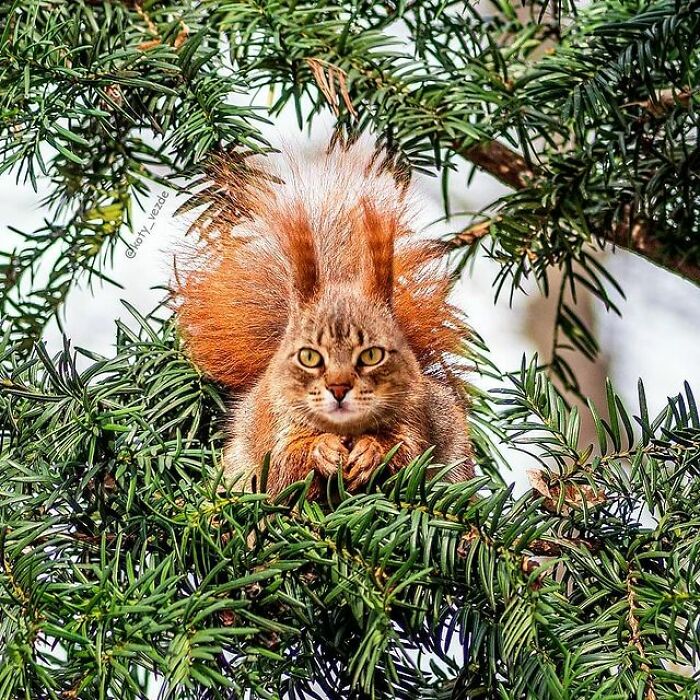 Person Shows What Everything Would Look Like If It Had A Cat’s Face And The Result Is Funny Yet Disturbing (98 New Pics) Person Shows What Everything Would Look Like If It Had A Cat’s Face And The Result Is Funny Yet Disturbing (98 New Pics)