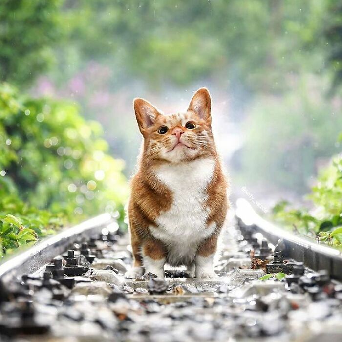 Person Shows What Everything Would Look Like If It Had A Cat’s Face And The Result Is Funny Yet Disturbing (98 New Pics)