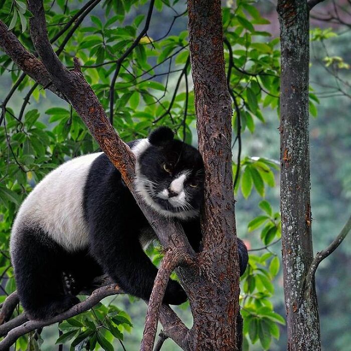 Person Shows What Everything Would Look Like If It Had A Cat’s Face And The Result Is Funny Yet Disturbing (98 New Pics) Person Shows What Everything Would Look Like If It Had A Cat’s Face And The Result Is Funny Yet Disturbing (98 New Pics)