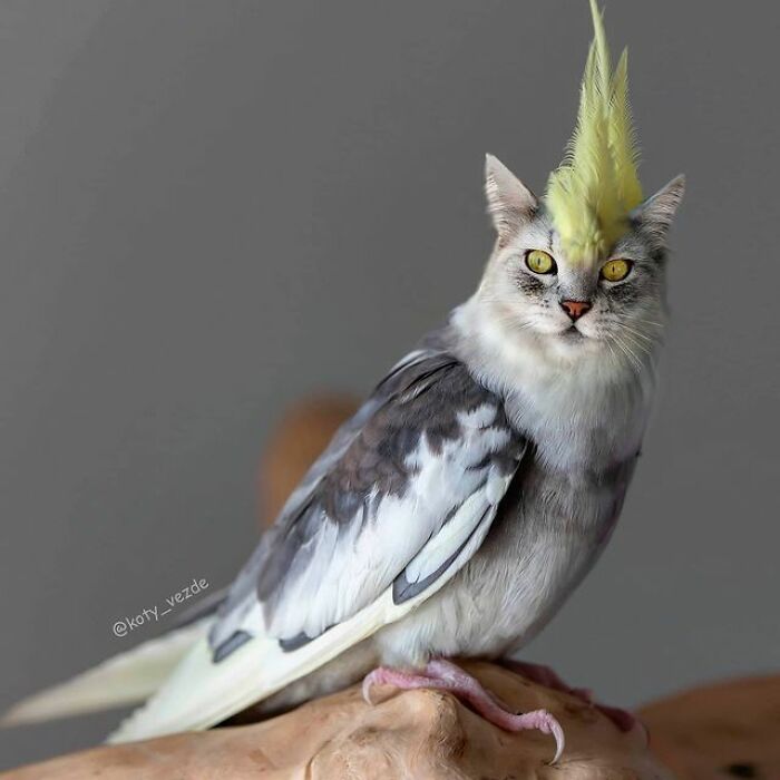 Person Shows What Everything Would Look Like If It Had A Cat’s Face And The Result Is Funny Yet Disturbing (98 New Pics)