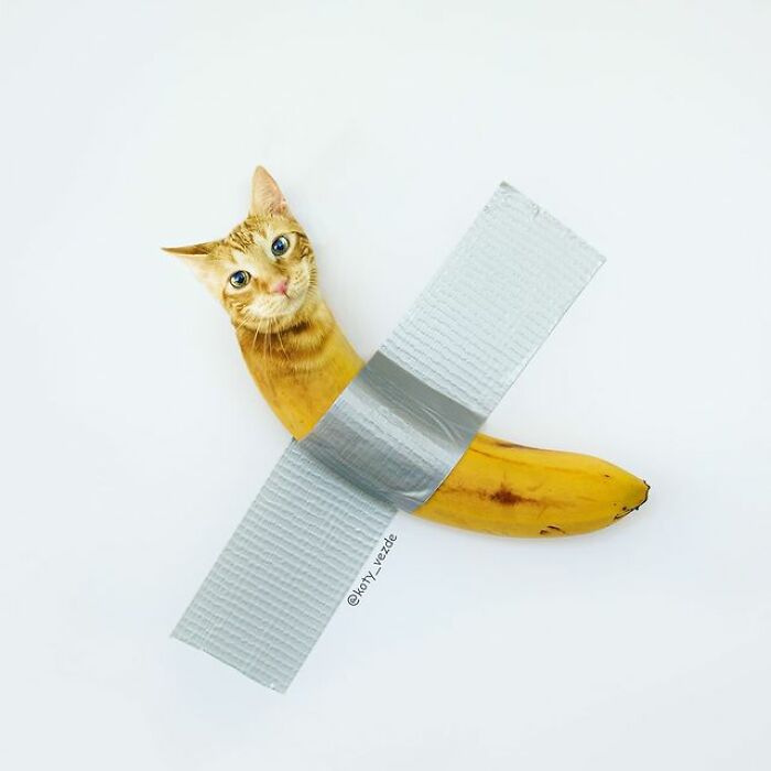 Person Shows What Everything Would Look Like If It Had A Cat’s Face And The Result Is Funny Yet Disturbing (98 New Pics)