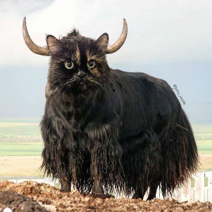 Person Shows What Everything Would Look Like If It Had A Cat’s Face And The Result Is Funny Yet Disturbing (98 New Pics)