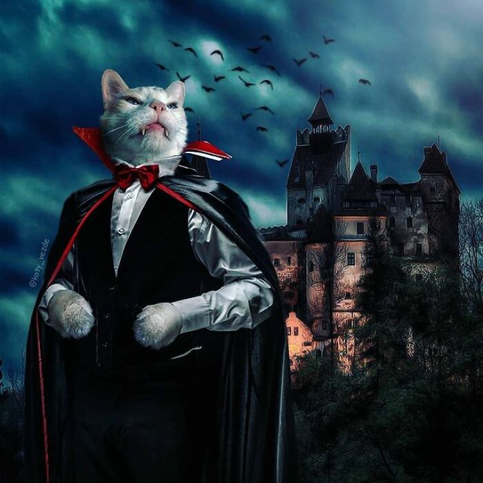 Person Shows What Everything Would Look Like If It Had A Cat’s Face And The Result Is Funny Yet Disturbing (98 New Pics)