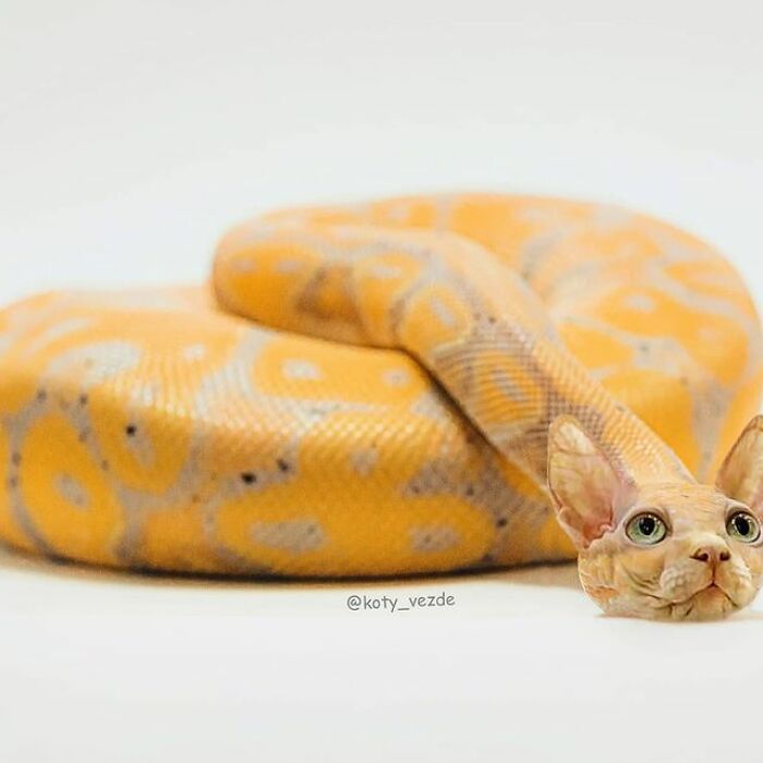 Person Shows What Everything Would Look Like If It Had A Cat’s Face And The Result Is Funny Yet Disturbing (98 New Pics)
