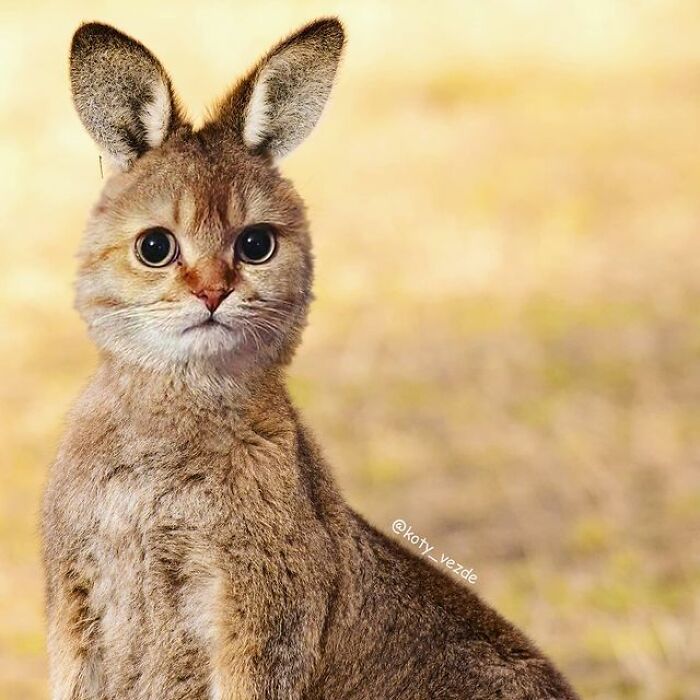 Person Shows What Everything Would Look Like If It Had A Cat’s Face And The Result Is Funny Yet Disturbing (98 New Pics) Person Shows What Everything Would Look Like If It Had A Cat’s Face And The Result Is Funny Yet Disturbing (98 New Pics)