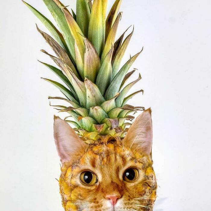 Person Shows What Everything Would Look Like If It Had A Cat’s Face And The Result Is Funny Yet Disturbing (98 New Pics)