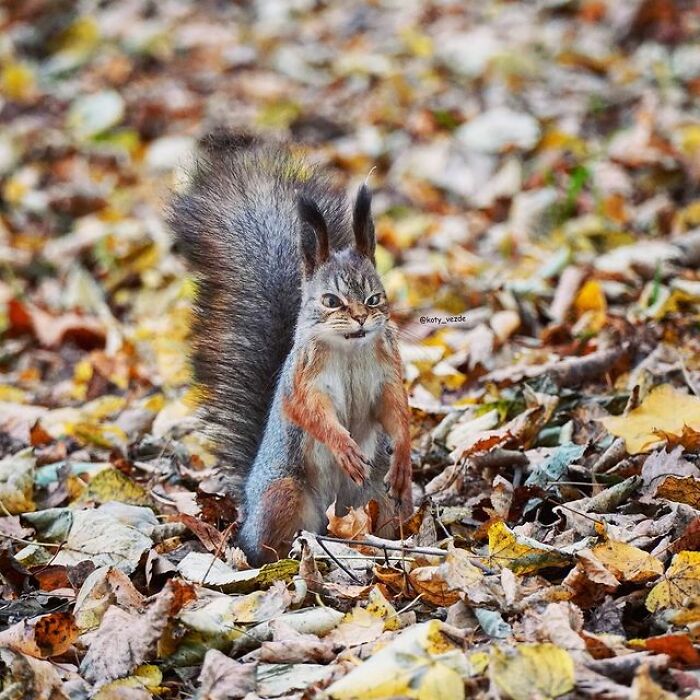 Person Shows What Everything Would Look Like If It Had A Cat’s Face And The Result Is Funny Yet Disturbing (98 New Pics)