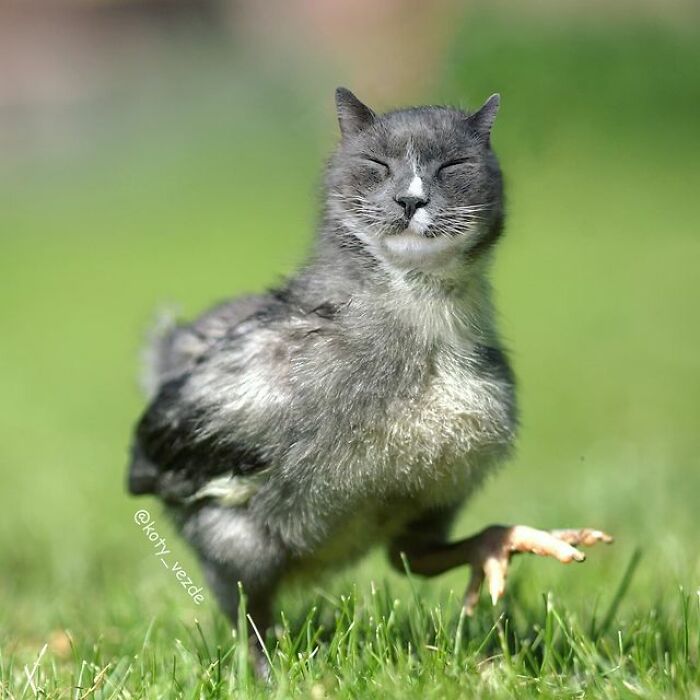 Person Shows What Everything Would Look Like If It Had A Cat’s Face And The Result Is Funny Yet Disturbing (98 New Pics)