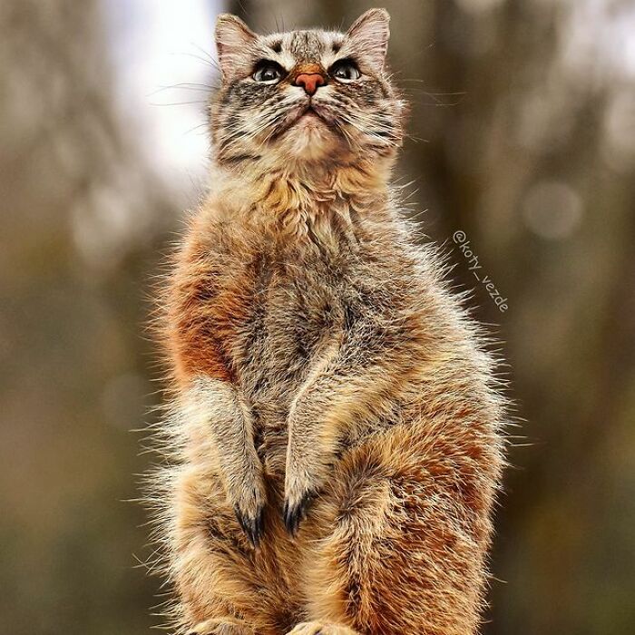 Person Shows What Everything Would Look Like If It Had A Cat’s Face And The Result Is Funny Yet Disturbing (98 New Pics)