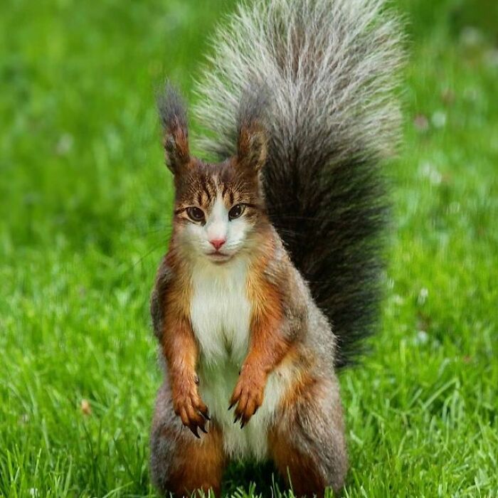 Person Shows What Everything Would Look Like If It Had A Cat’s Face And The Result Is Funny Yet Disturbing (98 New Pics)