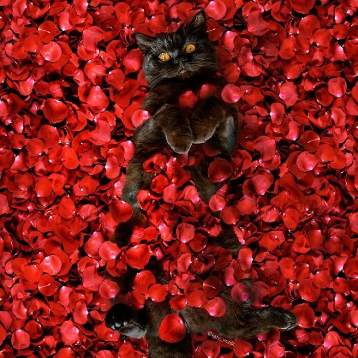 Person Shows What Everything Would Look Like If It Had A Cat’s Face And The Result Is Funny Yet Disturbing (98 New Pics) Person Shows What Everything Would Look Like If It Had A Cat’s Face And The Result Is Funny Yet Disturbing (98 New Pics)