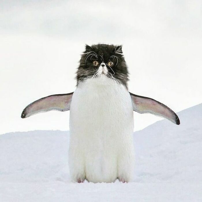 Person Shows What Everything Would Look Like If It Had A Cat’s Face And The Result Is Funny Yet Disturbing (98 New Pics)