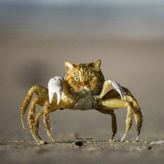 Person Shows What Everything Would Look Like If It Had A Cat’s Face And The Result Is Funny Yet Disturbing (98 New Pics) Person Shows What Everything Would Look Like If It Had A Cat’s Face And The Result Is Funny Yet Disturbing (98 New Pics)