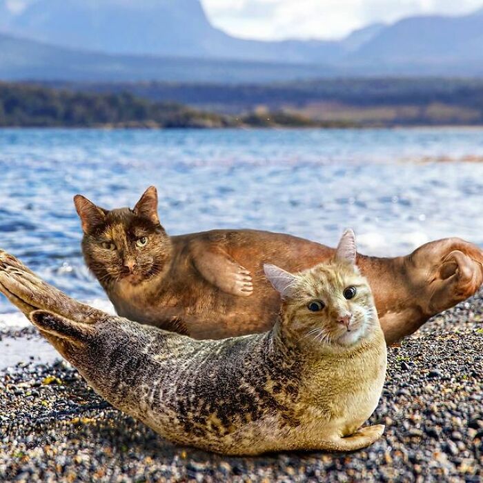 Person Shows What Everything Would Look Like If It Had A Cat’s Face And The Result Is Funny Yet Disturbing (98 New Pics) Person Shows What Everything Would Look Like If It Had A Cat’s Face And The Result Is Funny Yet Disturbing (98 New Pics)