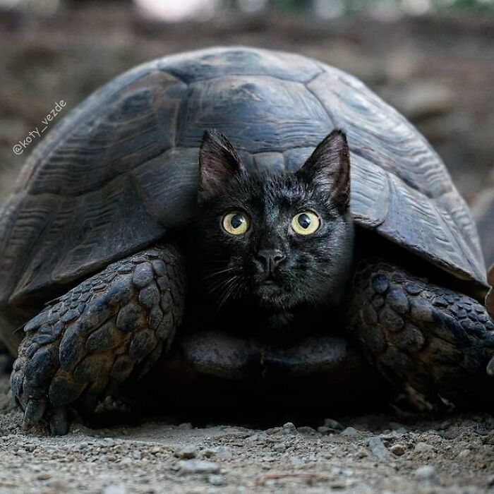 Person Shows What Everything Would Look Like If It Had A Cat’s Face And The Result Is Funny Yet Disturbing (98 New Pics)