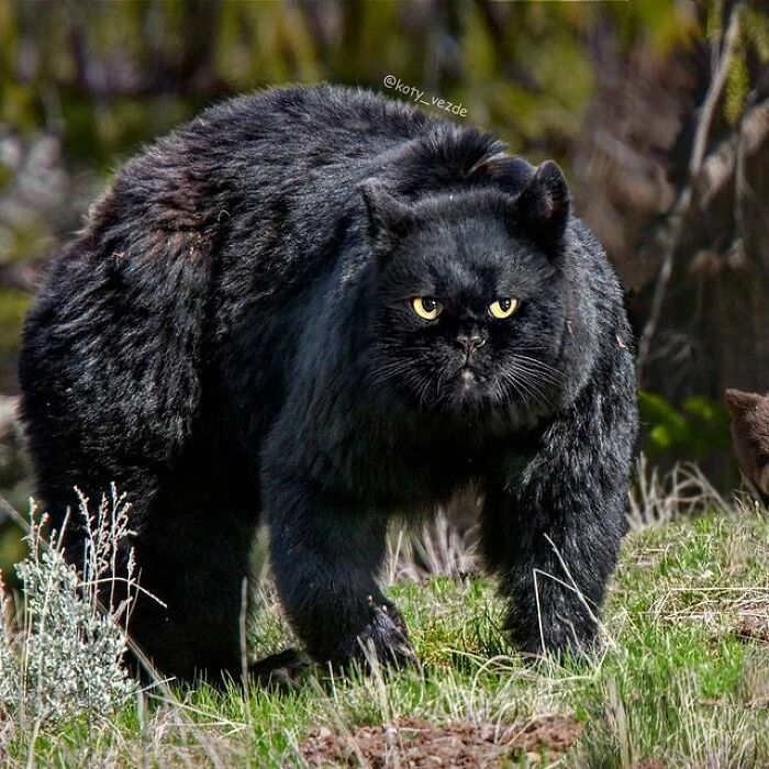 Person Shows What Everything Would Look Like If It Had A Cat’s Face And The Result Is Funny Yet Disturbing (98 New Pics)