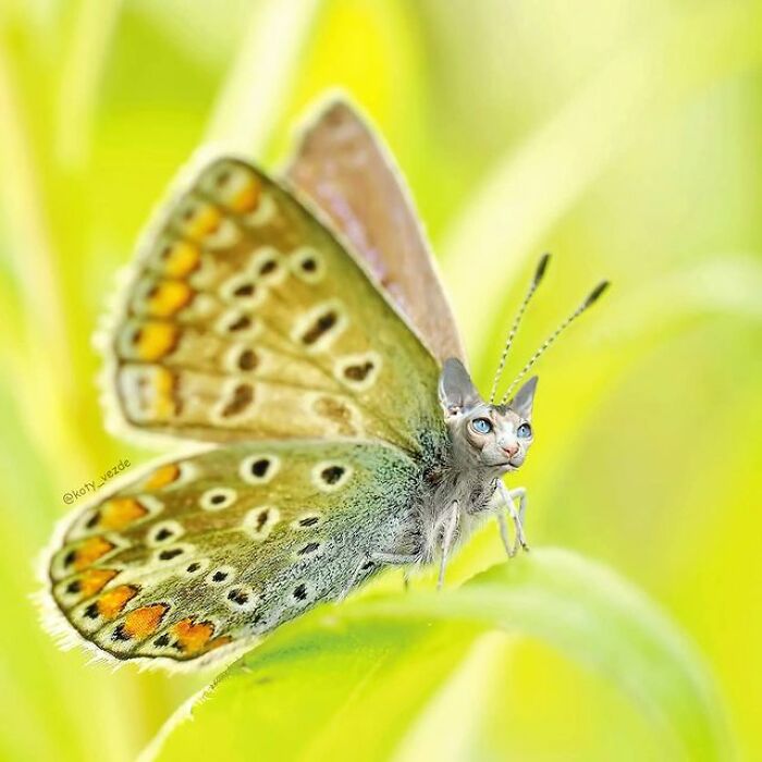 Person Shows What Everything Would Look Like If It Had A Cat’s Face And The Result Is Funny Yet Disturbing (98 New Pics) Person Shows What Everything Would Look Like If It Had A Cat’s Face And The Result Is Funny Yet Disturbing (98 New Pics)