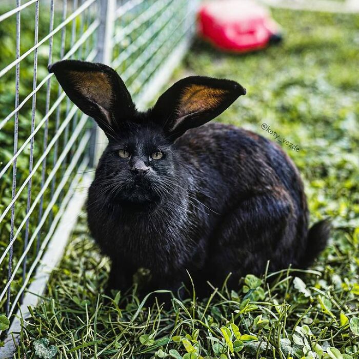 Person Shows What Everything Would Look Like If It Had A Cat’s Face And The Result Is Funny Yet Disturbing (98 New Pics) Person Shows What Everything Would Look Like If It Had A Cat’s Face And The Result Is Funny Yet Disturbing (98 New Pics)