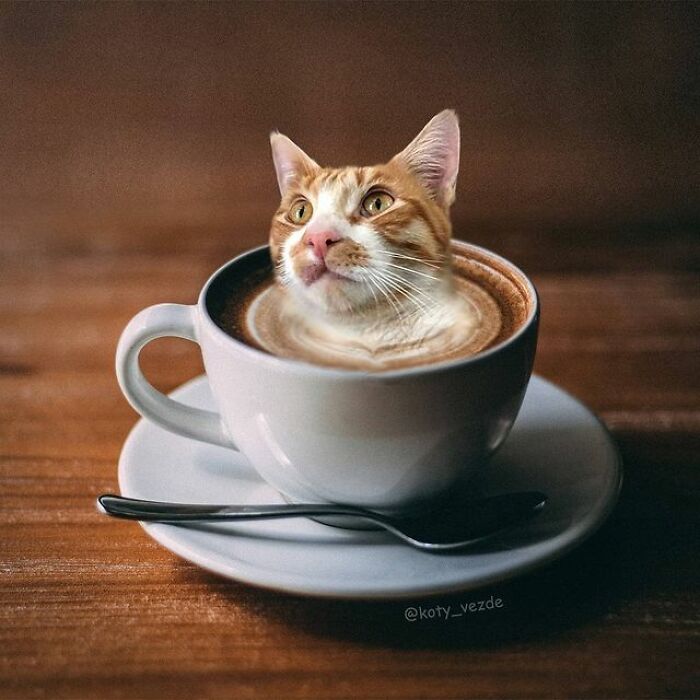 Person Shows What Everything Would Look Like If It Had A Cat’s Face And The Result Is Funny Yet Disturbing (98 New Pics) Person Shows What Everything Would Look Like If It Had A Cat’s Face And The Result Is Funny Yet Disturbing (98 New Pics)