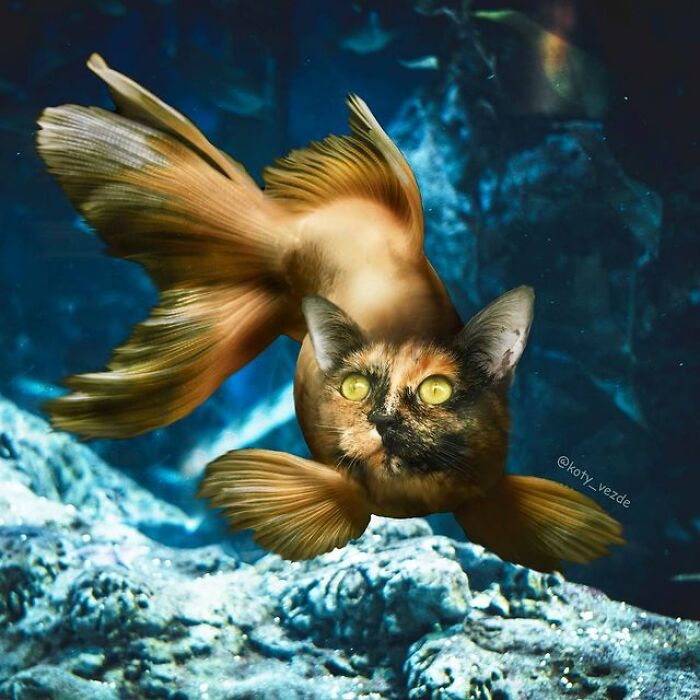 Person Shows What Everything Would Look Like If It Had A Cat’s Face And The Result Is Funny Yet Disturbing (98 New Pics)