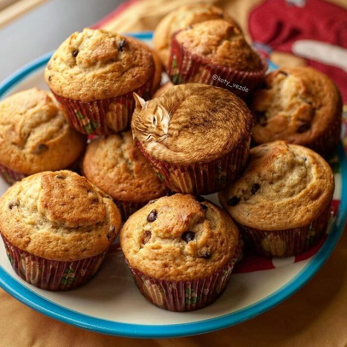 Person Shows What Everything Would Look Like If It Had A Cat’s Face And The Result Is Funny Yet Disturbing (98 New Pics) Person Shows What Everything Would Look Like If It Had A Cat’s Face And The Result Is Funny Yet Disturbing (98 New Pics)