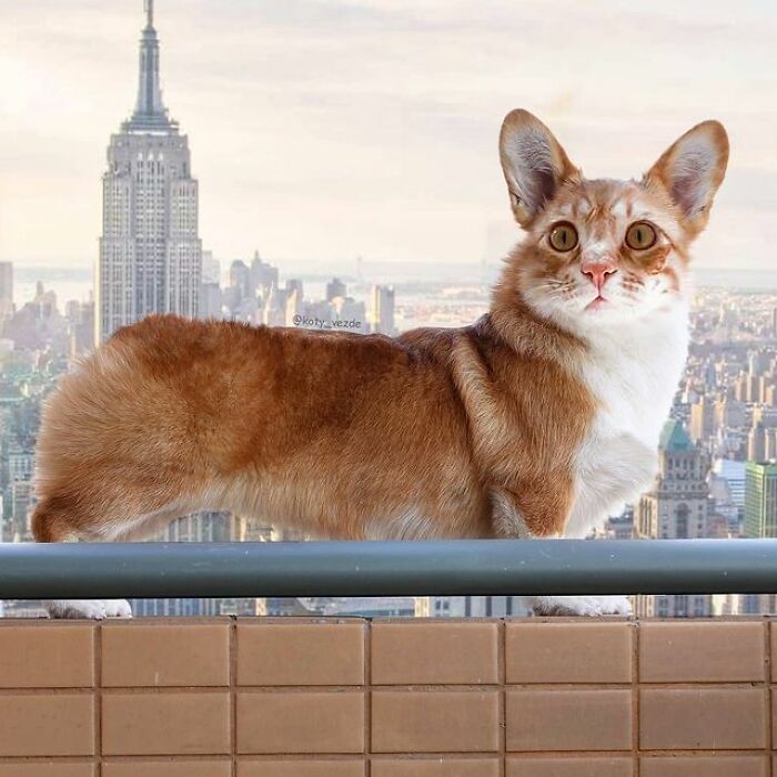 Person Shows What Everything Would Look Like If It Had A Cat’s Face And The Result Is Funny Yet Disturbing (98 New Pics) Person Shows What Everything Would Look Like If It Had A Cat’s Face And The Result Is Funny Yet Disturbing (98 New Pics)