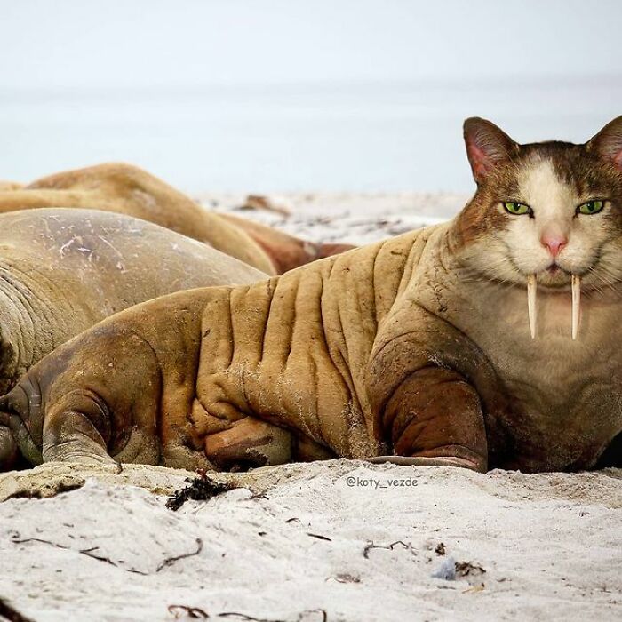 Person Shows What Everything Would Look Like If It Had A Cat’s Face And The Result Is Funny Yet Disturbing (98 New Pics) Person Shows What Everything Would Look Like If It Had A Cat’s Face And The Result Is Funny Yet Disturbing (98 New Pics)