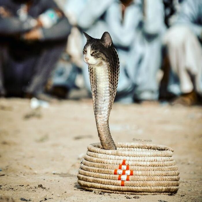 Person Shows What Everything Would Look Like If It Had A Cat’s Face And The Result Is Funny Yet Disturbing (98 New Pics) Person Shows What Everything Would Look Like If It Had A Cat’s Face And The Result Is Funny Yet Disturbing (98 New Pics)