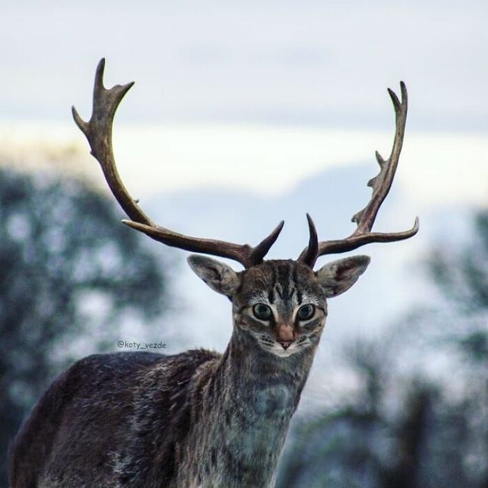 Person Shows What Everything Would Look Like If It Had A Cat’s Face And The Result Is Funny Yet Disturbing (98 New Pics)