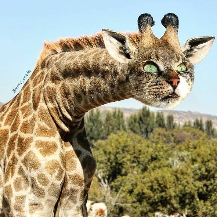 Person Shows What Everything Would Look Like If It Had A Cat’s Face And The Result Is Funny Yet Disturbing (98 New Pics) Person Shows What Everything Would Look Like If It Had A Cat’s Face And The Result Is Funny Yet Disturbing (98 New Pics)
