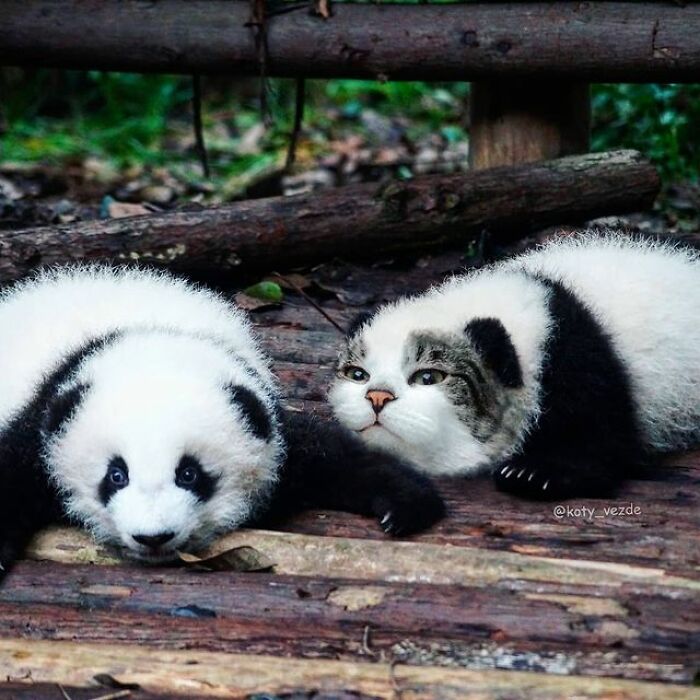 Person Shows What Everything Would Look Like If It Had A Cat’s Face And The Result Is Funny Yet Disturbing (98 New Pics)