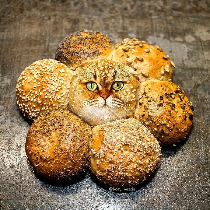 Person Shows What Everything Would Look Like If It Had A Cat’s Face And The Result Is Funny Yet Disturbing (98 New Pics)