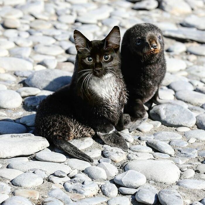 Person Shows What Everything Would Look Like If It Had A Cat’s Face And The Result Is Funny Yet Disturbing (98 New Pics)