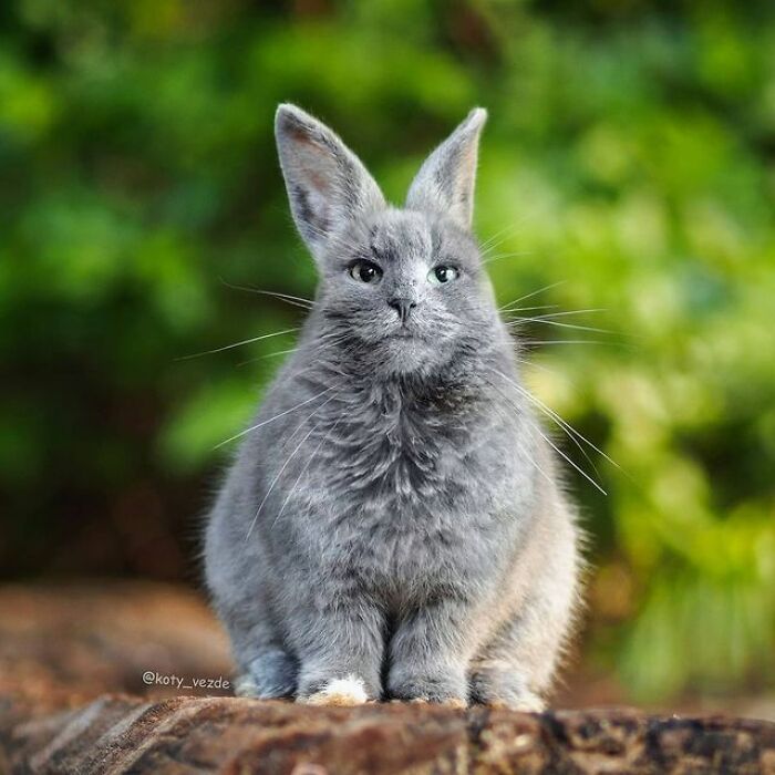 Person Shows What Everything Would Look Like If It Had A Cat’s Face And The Result Is Funny Yet Disturbing (98 New Pics)