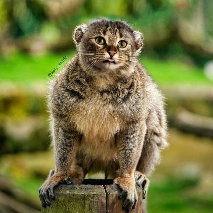 Person Shows What Everything Would Look Like If It Had A Cat’s Face And The Result Is Funny Yet Disturbing (98 New Pics)