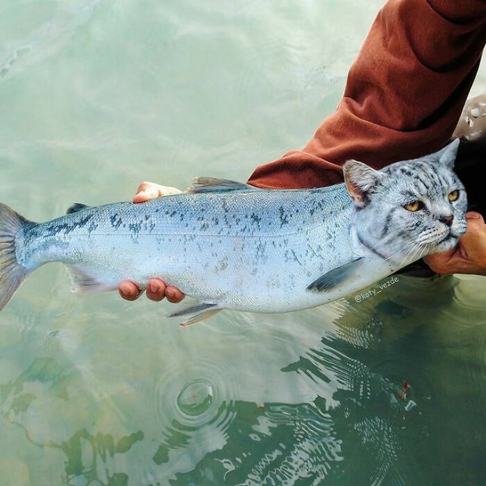 Person Shows What Everything Would Look Like If It Had A Cat’s Face And The Result Is Funny Yet Disturbing (98 New Pics)