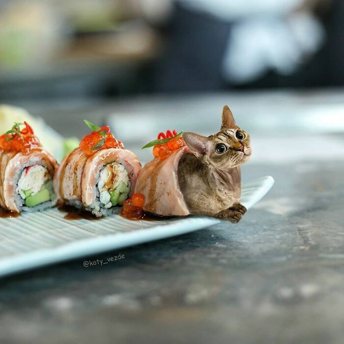 Person Shows What Everything Would Look Like If It Had A Cat’s Face And The Result Is Funny Yet Disturbing (98 New Pics)