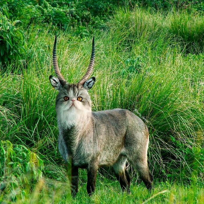 Person Shows What Everything Would Look Like If It Had A Cat’s Face And The Result Is Funny Yet Disturbing (98 New Pics) Person Shows What Everything Would Look Like If It Had A Cat’s Face And The Result Is Funny Yet Disturbing (98 New Pics)