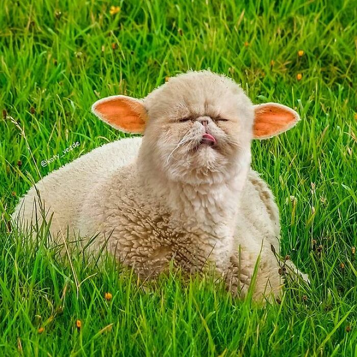 Person Shows What Everything Would Look Like If It Had A Cat’s Face And The Result Is Funny Yet Disturbing (98 New Pics)