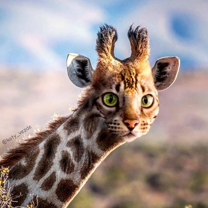 Person Shows What Everything Would Look Like If It Had A Cat’s Face And The Result Is Funny Yet Disturbing (98 New Pics)